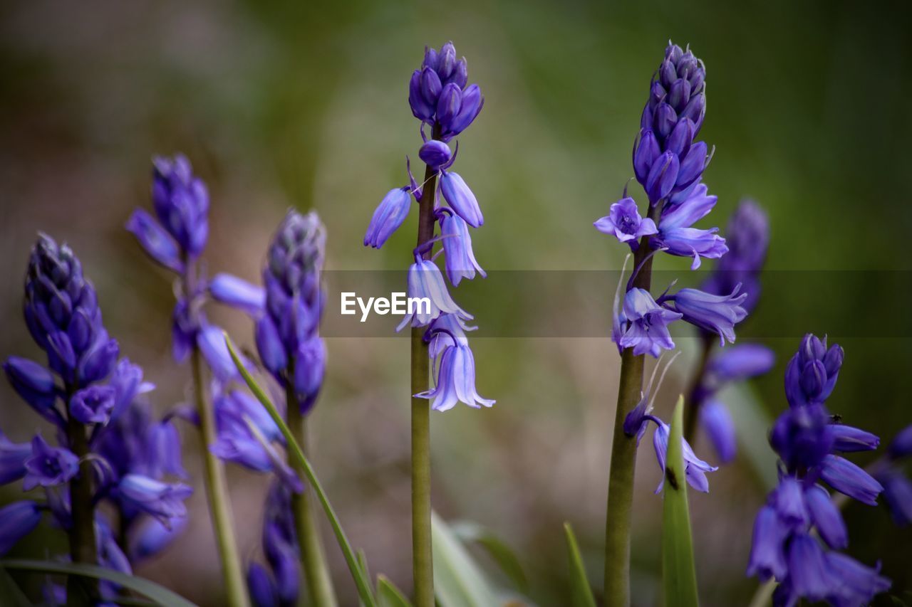 CLOSE-UP OF PURPLE FLOWERS