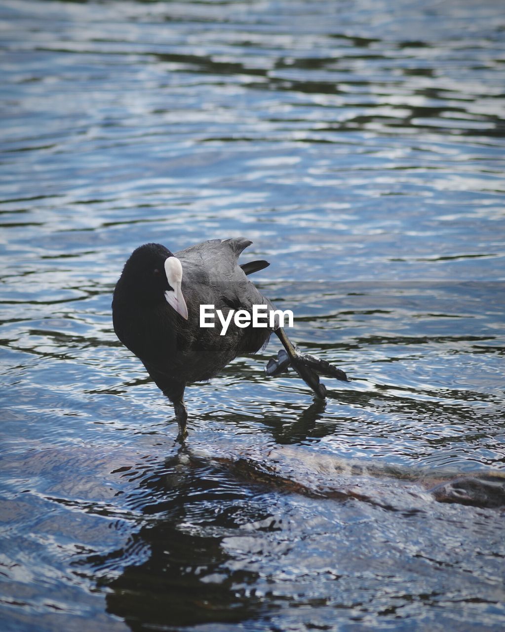 Close-up of bird in water