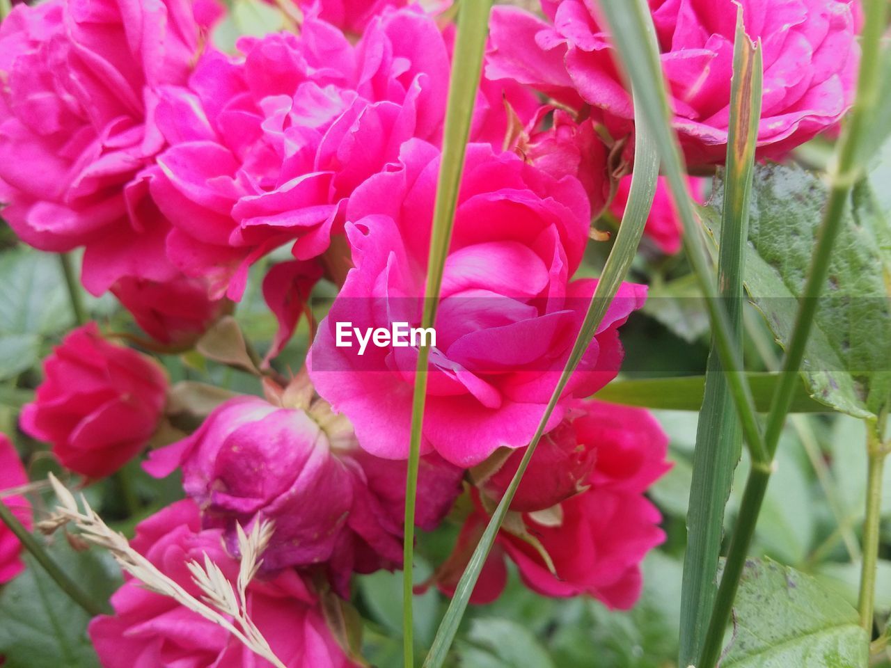 CLOSE-UP OF PINK FLOWERS BLOOMING