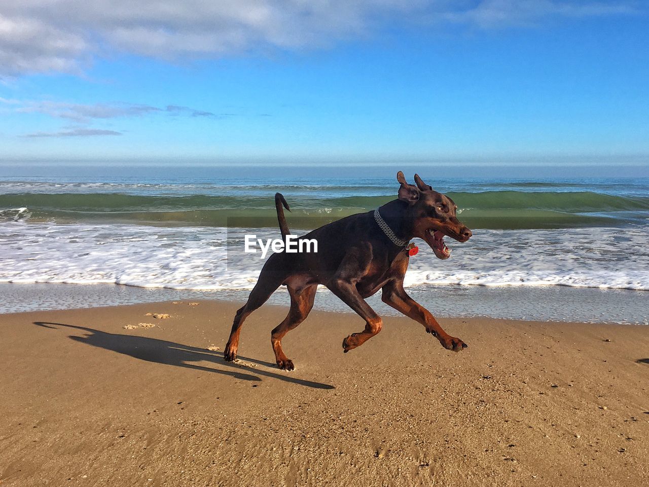 Side view of doberman pinscher running on sea shore