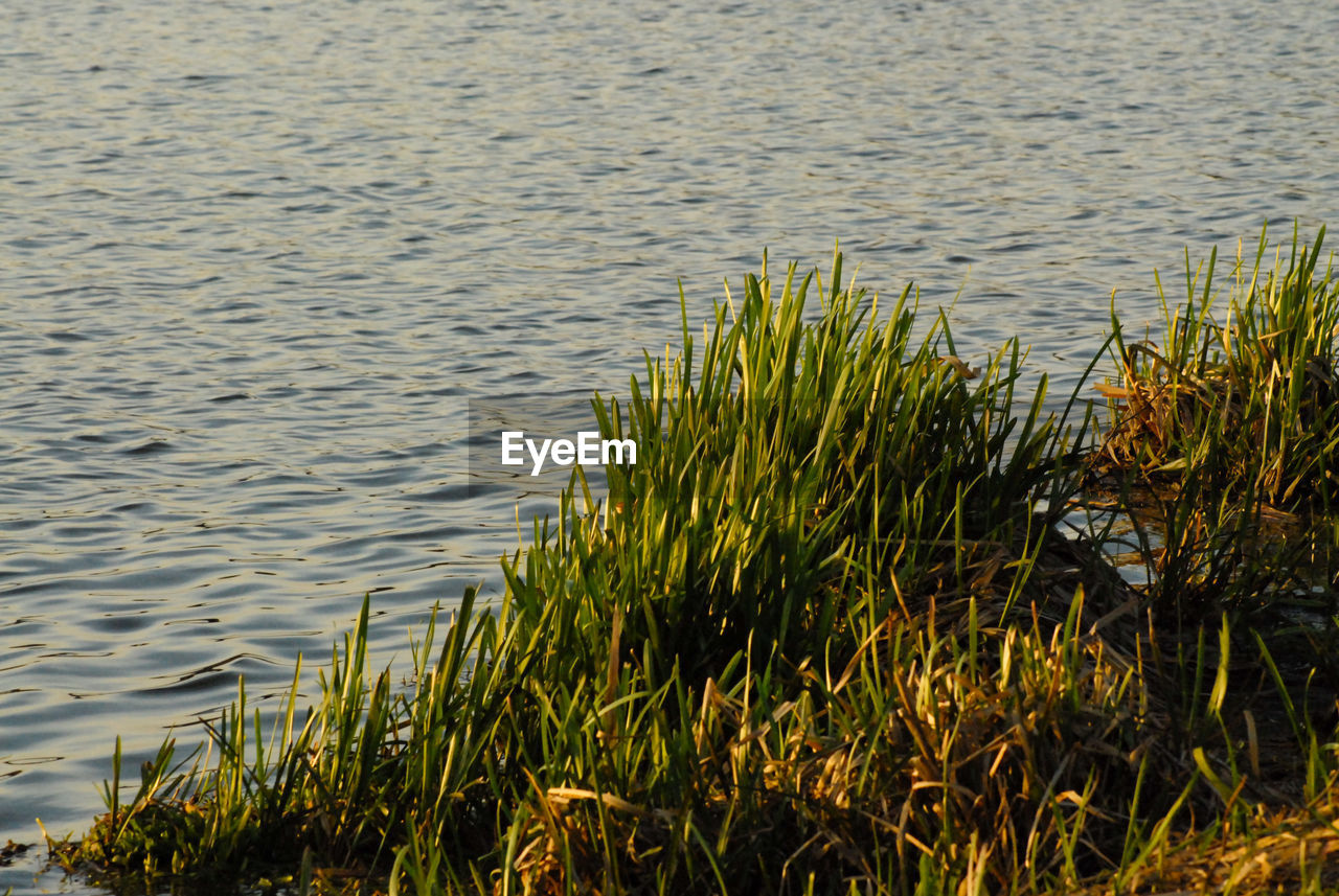 HIGH ANGLE VIEW OF PLANTS IN LAKE