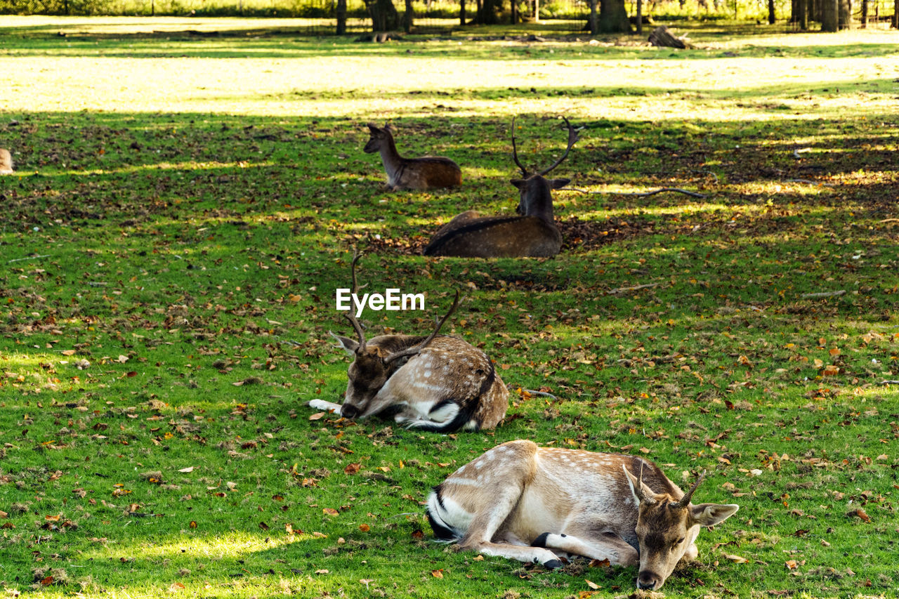 Deers relaxing on grassy field