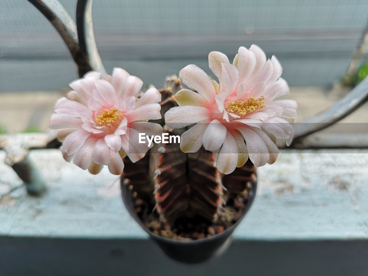 CLOSE-UP OF PINK ROSE FLOWER POT