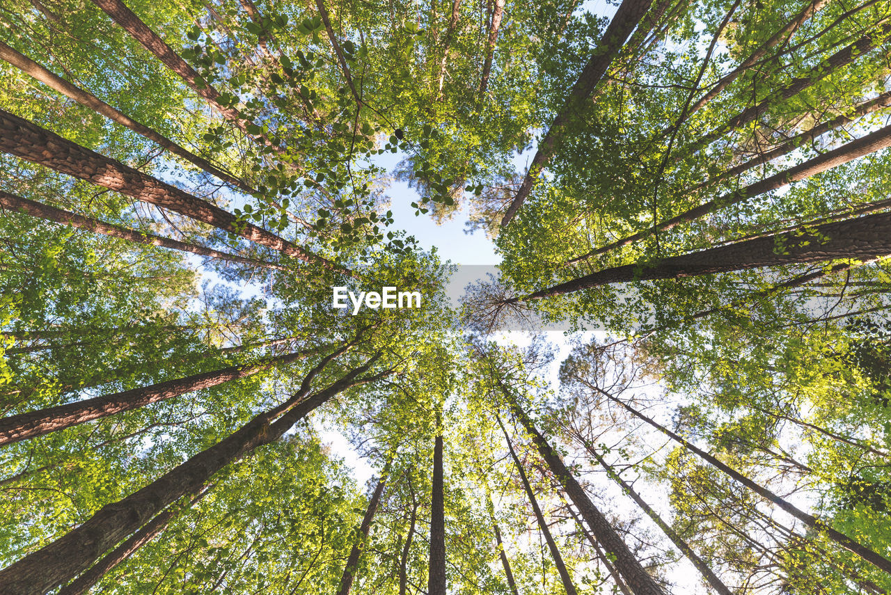 Low angle view of trees in forest