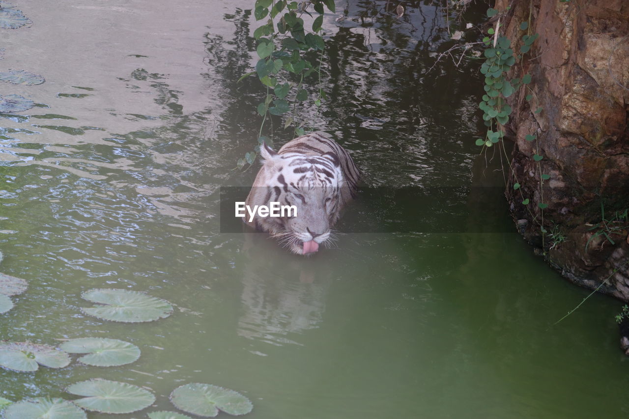 High angle view of tiger swimming in lake