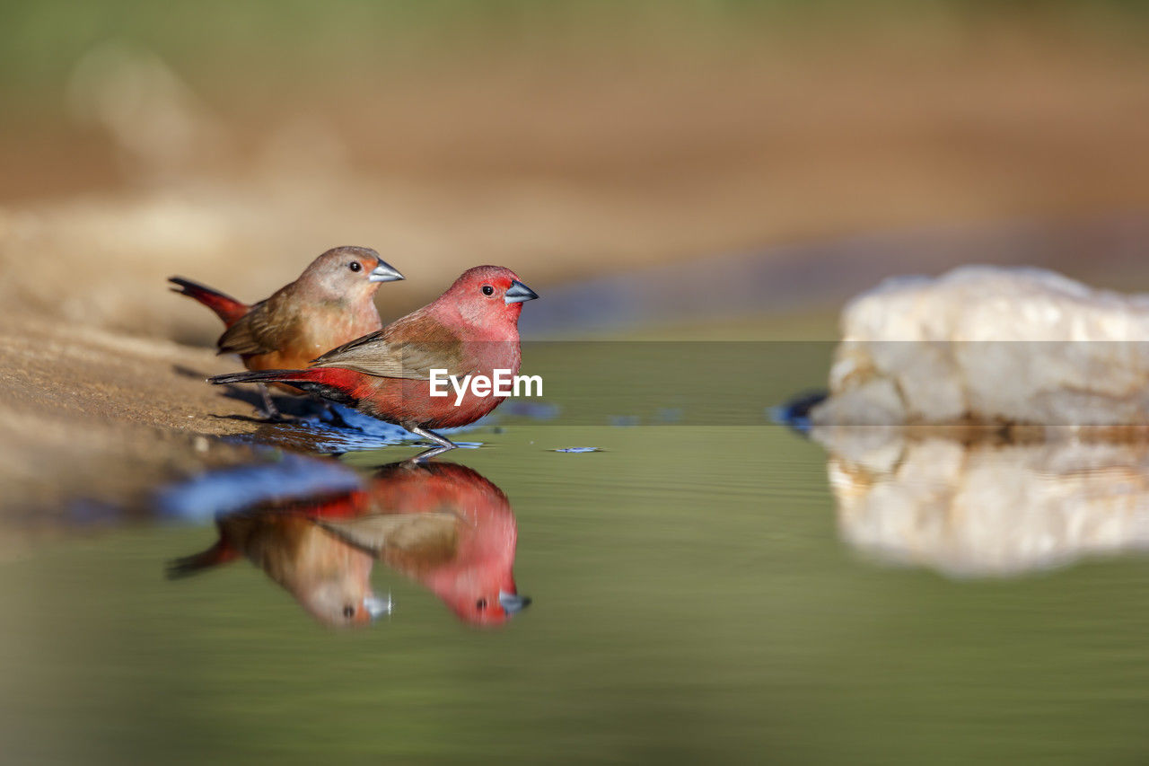 low angle view of bird perching on lake