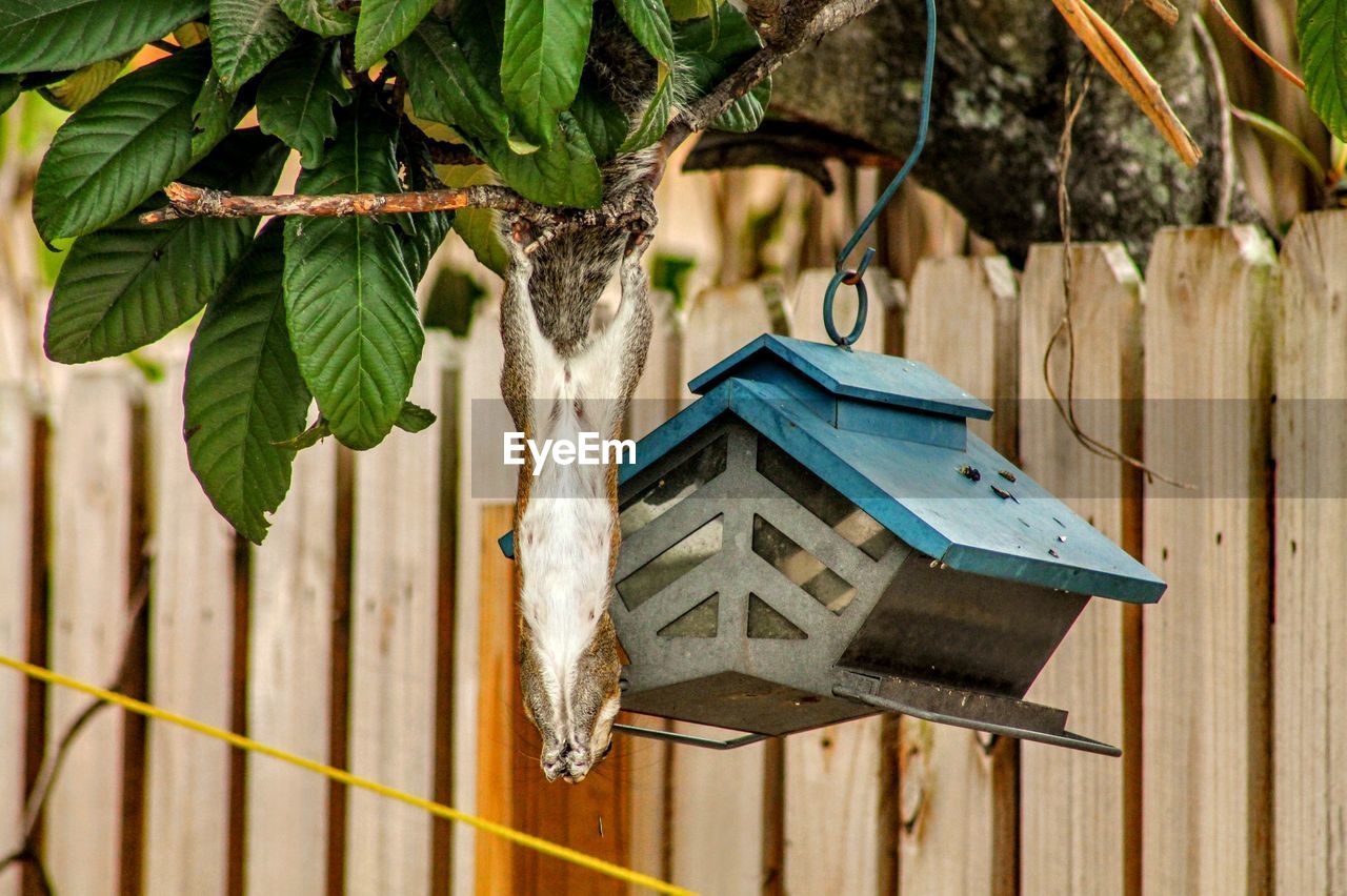 HIGH ANGLE VIEW OF BIRD PERCHING ON WOODEN POLE