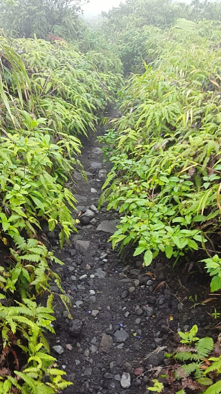 VIEW OF PLANTS