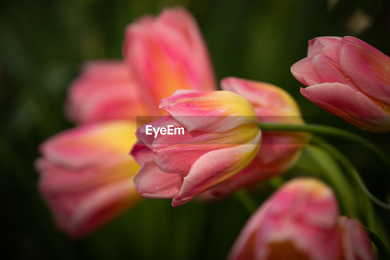 CLOSE-UP OF PINK ROSE