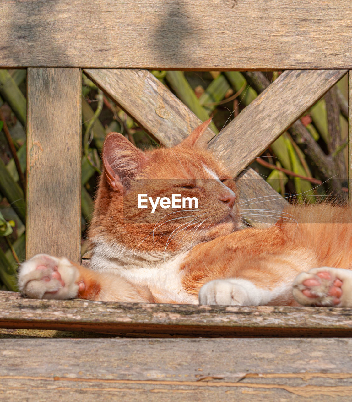 Cat resting relaxing and sleeping on a wood bench in sunshine