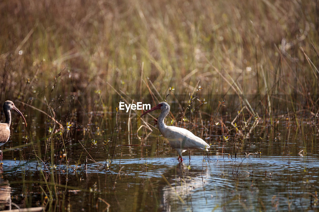 GRAY HERON IN LAKE