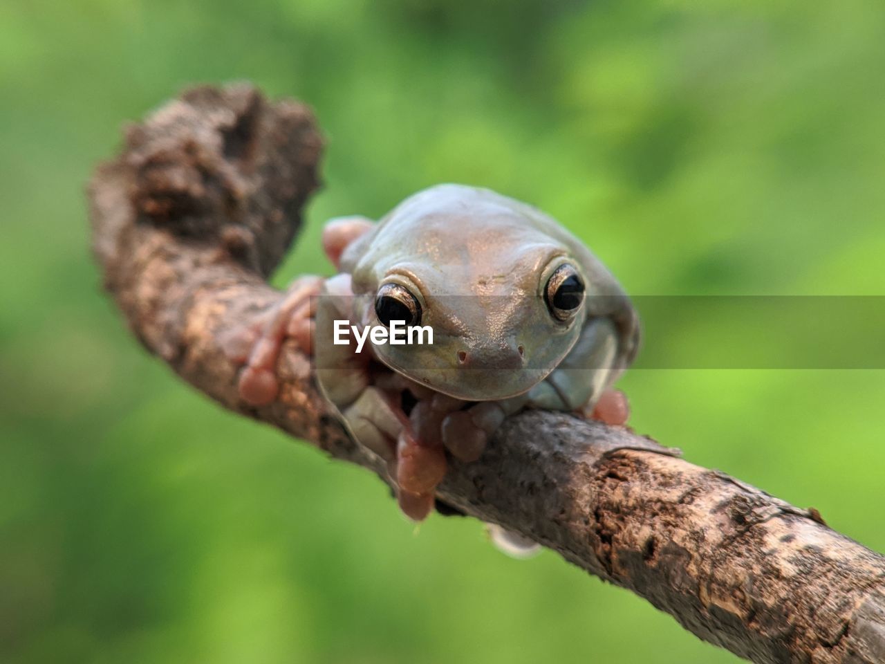 animal themes, animal, one animal, animal wildlife, wildlife, close-up, portrait, reptile, nature, looking at camera, animal body part, macro photography, tree, focus on foreground, no people, plant, branch, outdoors, animal head, day