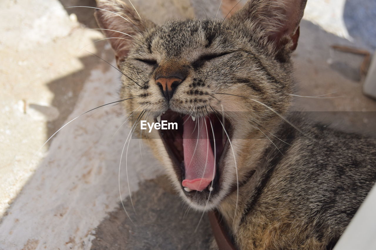 Close-up of a cat