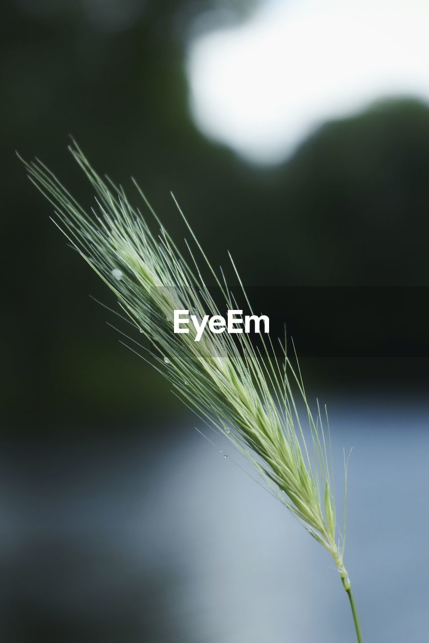 CLOSE-UP OF WHEAT GROWING ON FARM