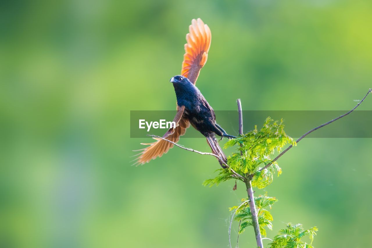 CLOSE-UP OF BIRD PERCHING ON A PLANT