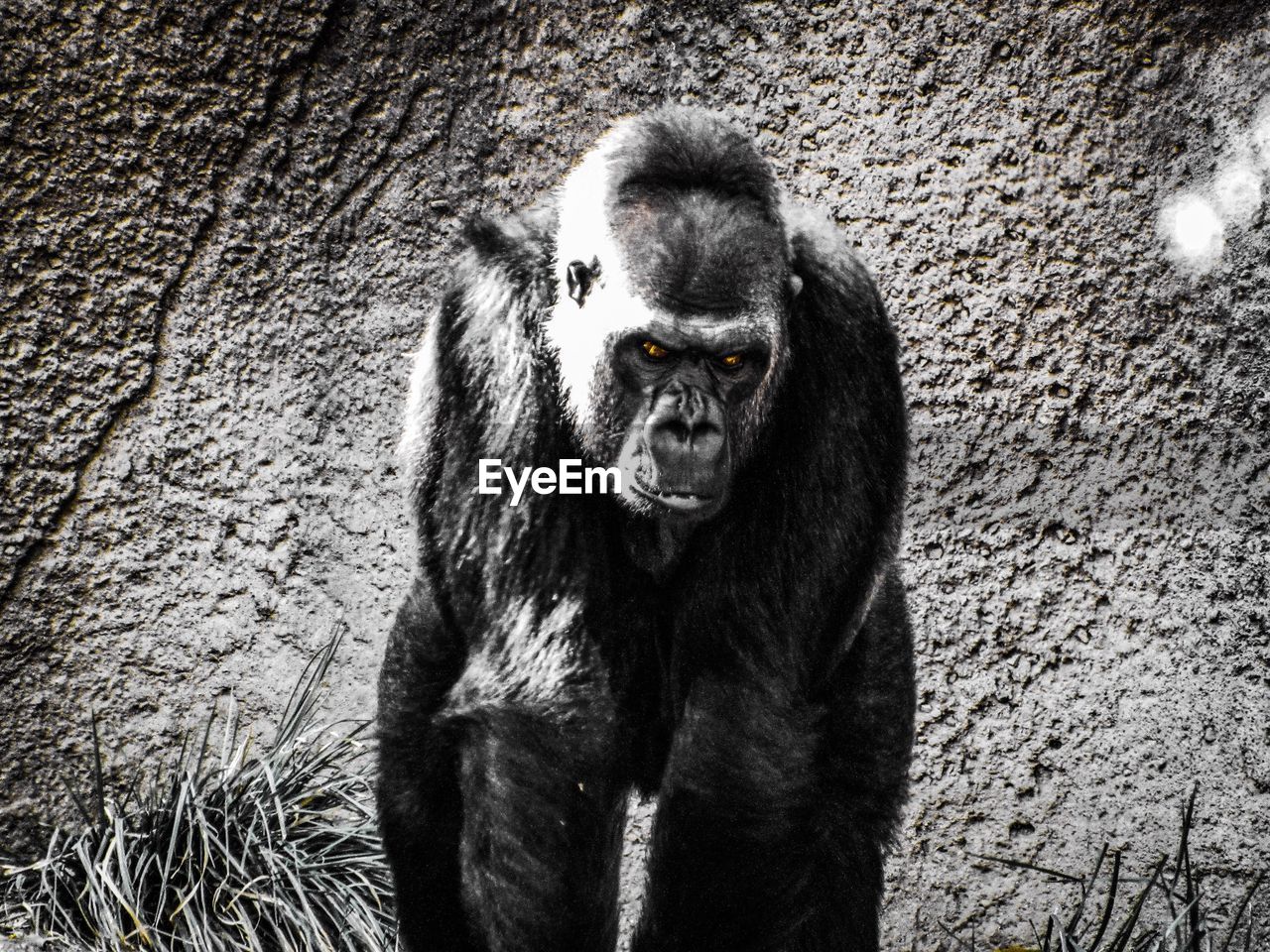 PORTRAIT OF MONKEY ON STONE