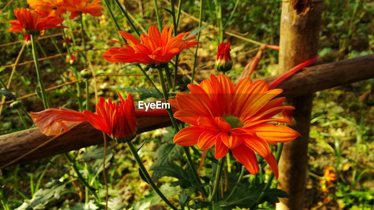 CLOSE-UP OF RED ORANGE FLOWERS