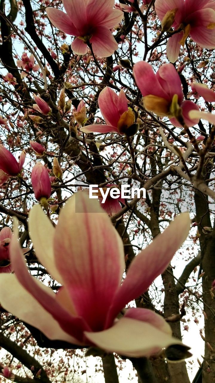 CLOSE-UP OF FRESH PINK CHERRY BLOSSOM