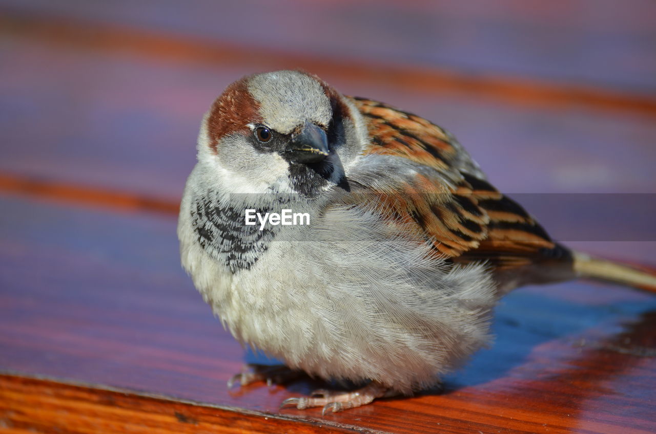 Close-up of bird perching on wood