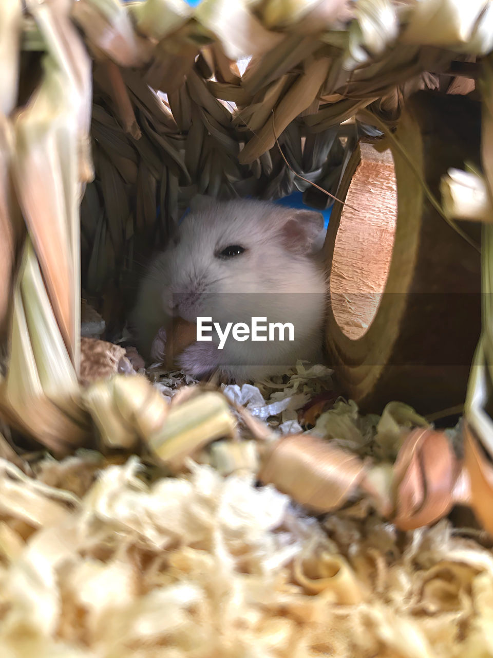 animal, animal themes, mammal, pet, one animal, rodent, hamster, animal wildlife, domestic animals, muroidea, mouse, selective focus, cute, no people, nature, muridae, plant, close-up, indoors, young animal, whiskers, dormouse