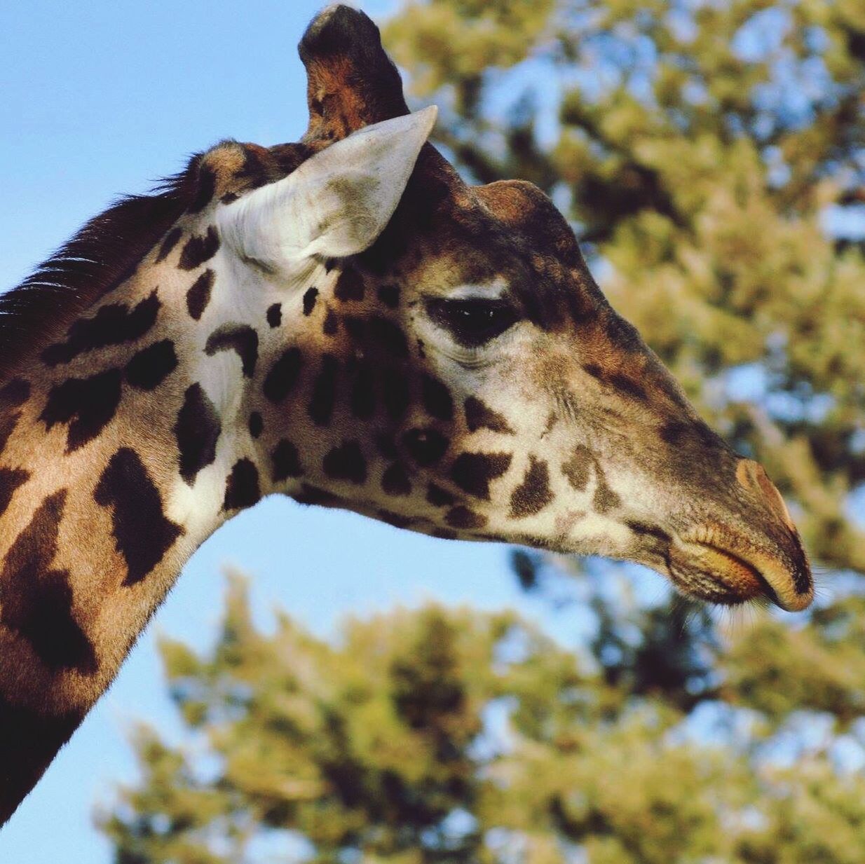 Low angle view of giraffe