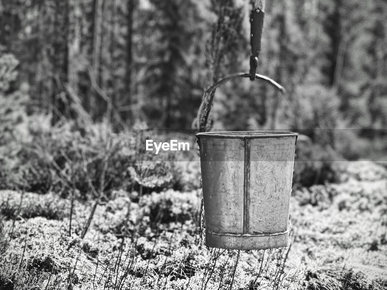 black and white, plant, monochrome photography, nature, focus on foreground, tree, land, day, monochrome, no people, metal, soil, outdoors, forest, field, grass, growth, container, close-up, water