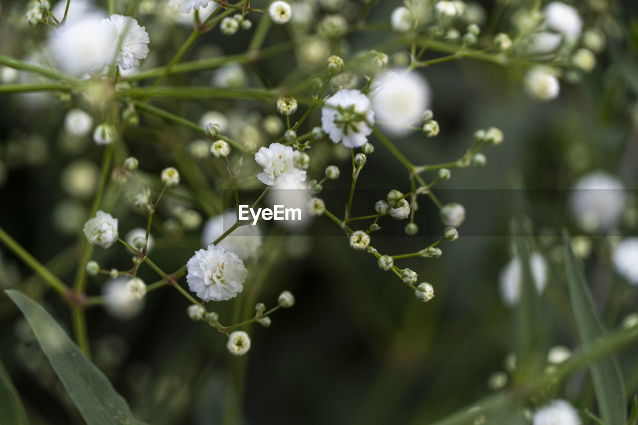 close-up of cherry blossom