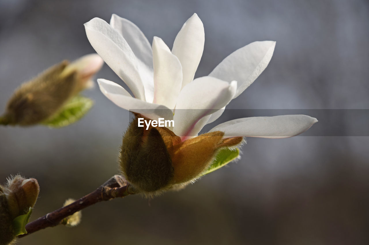 Close-up of white flowers