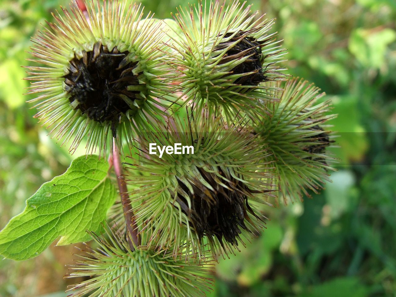 CLOSE-UP OF THISTLE GROWING ON PLANT