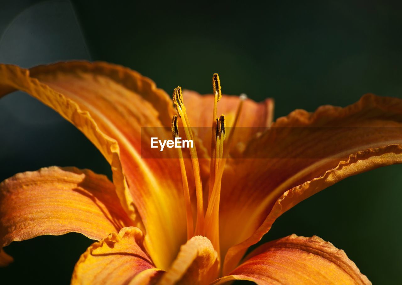 Close-up of day lily blooming outdoors