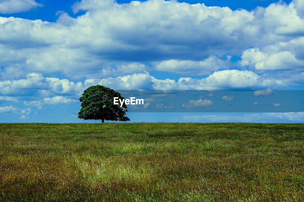 FIELD AGAINST SKY