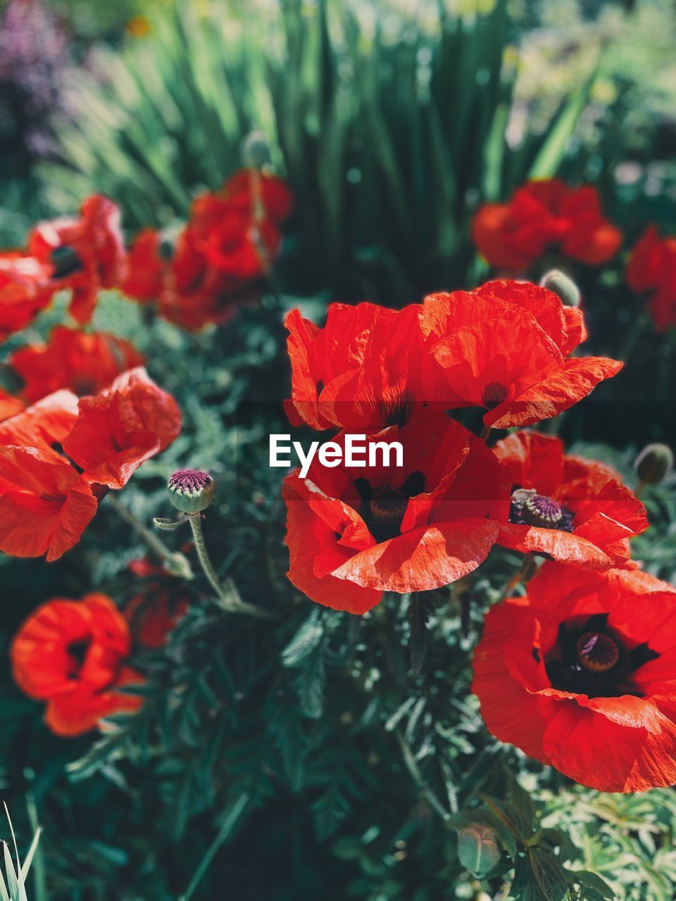 plant, flower, flowering plant, red, beauty in nature, freshness, petal, nature, fragility, flower head, close-up, growth, inflorescence, poppy, no people, focus on foreground, day, outdoors, botany, plant part, blossom, leaf
