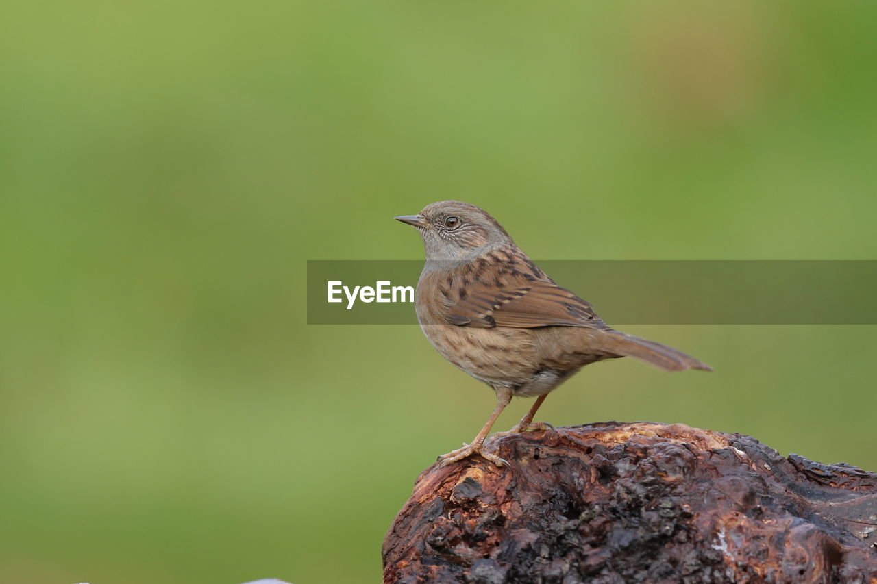 A dunnock up close