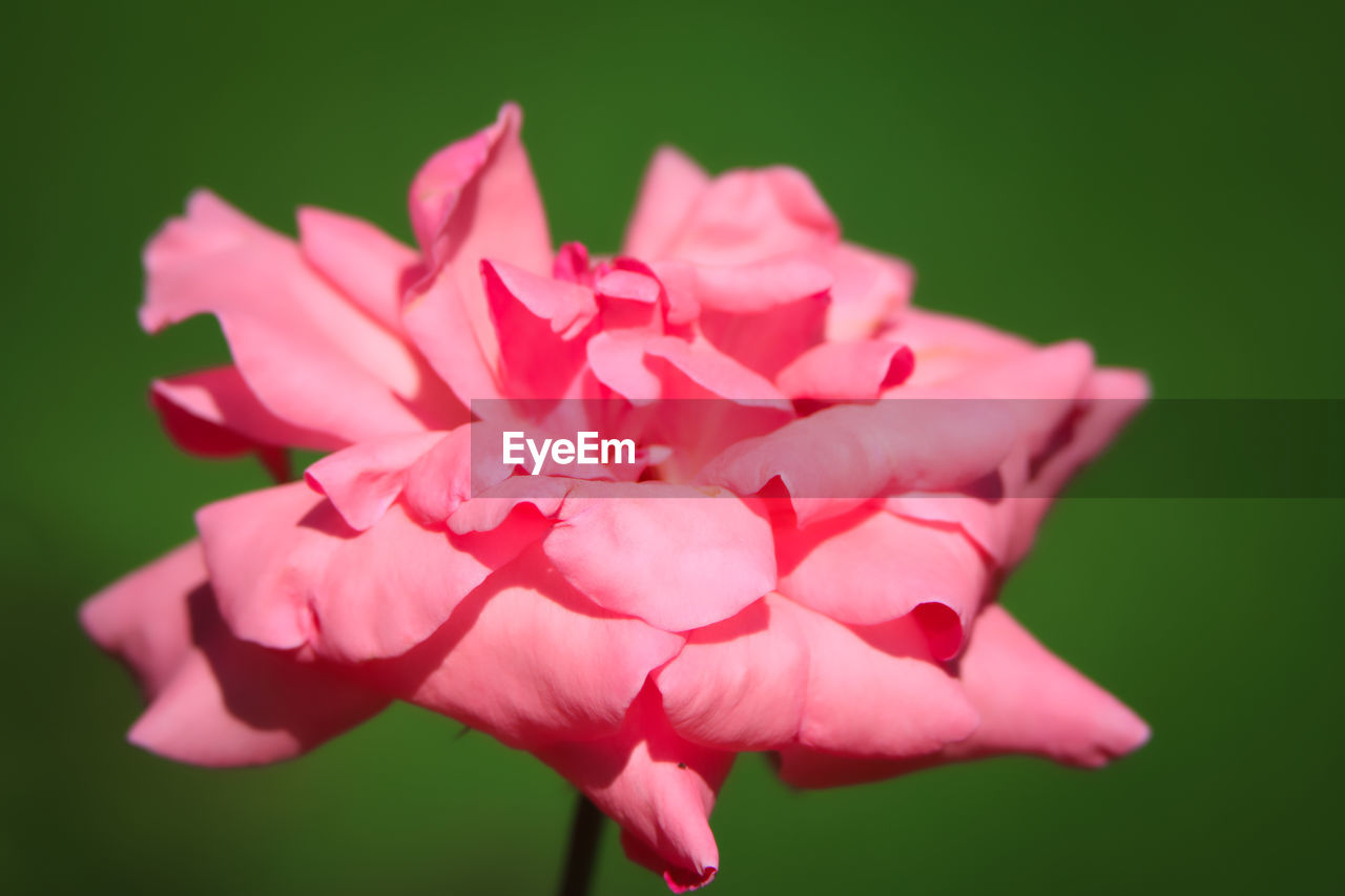 Close-up of pink rose flower