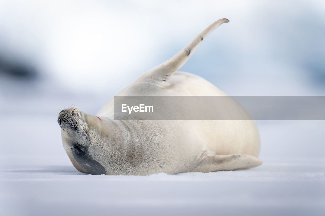 Crabeater seal lies on ice stretching flipper