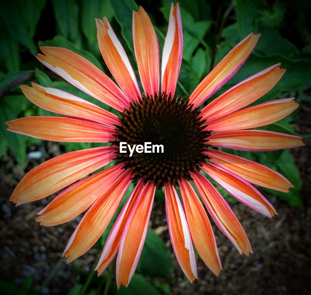 CLOSE-UP OF GERBERA DAISY