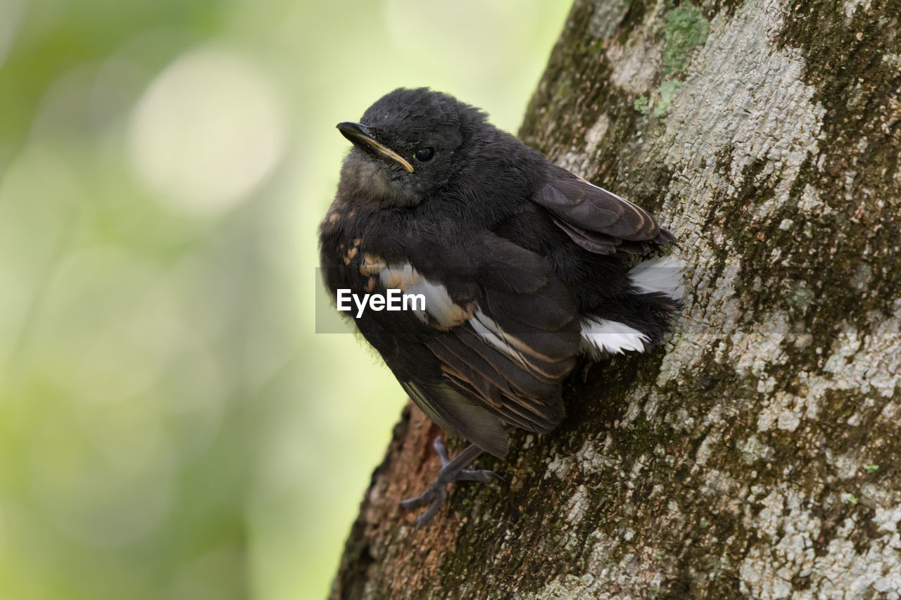 CLOSE-UP OF A BIRD PERCHING ON TREE