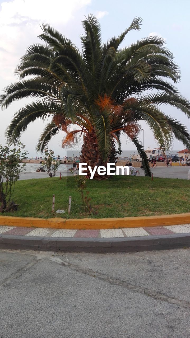 VIEW OF PALM TREES