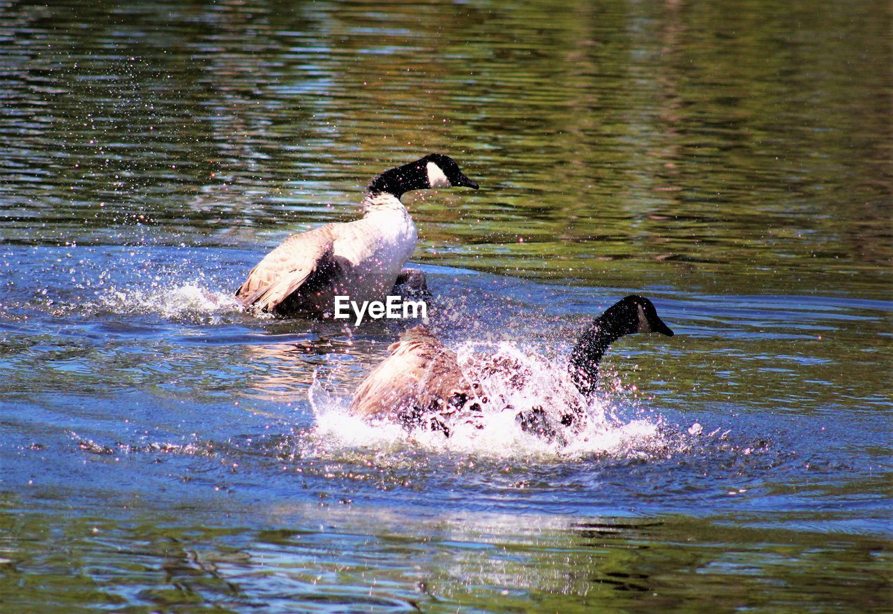 DUCK SWIMMING IN A LAKE