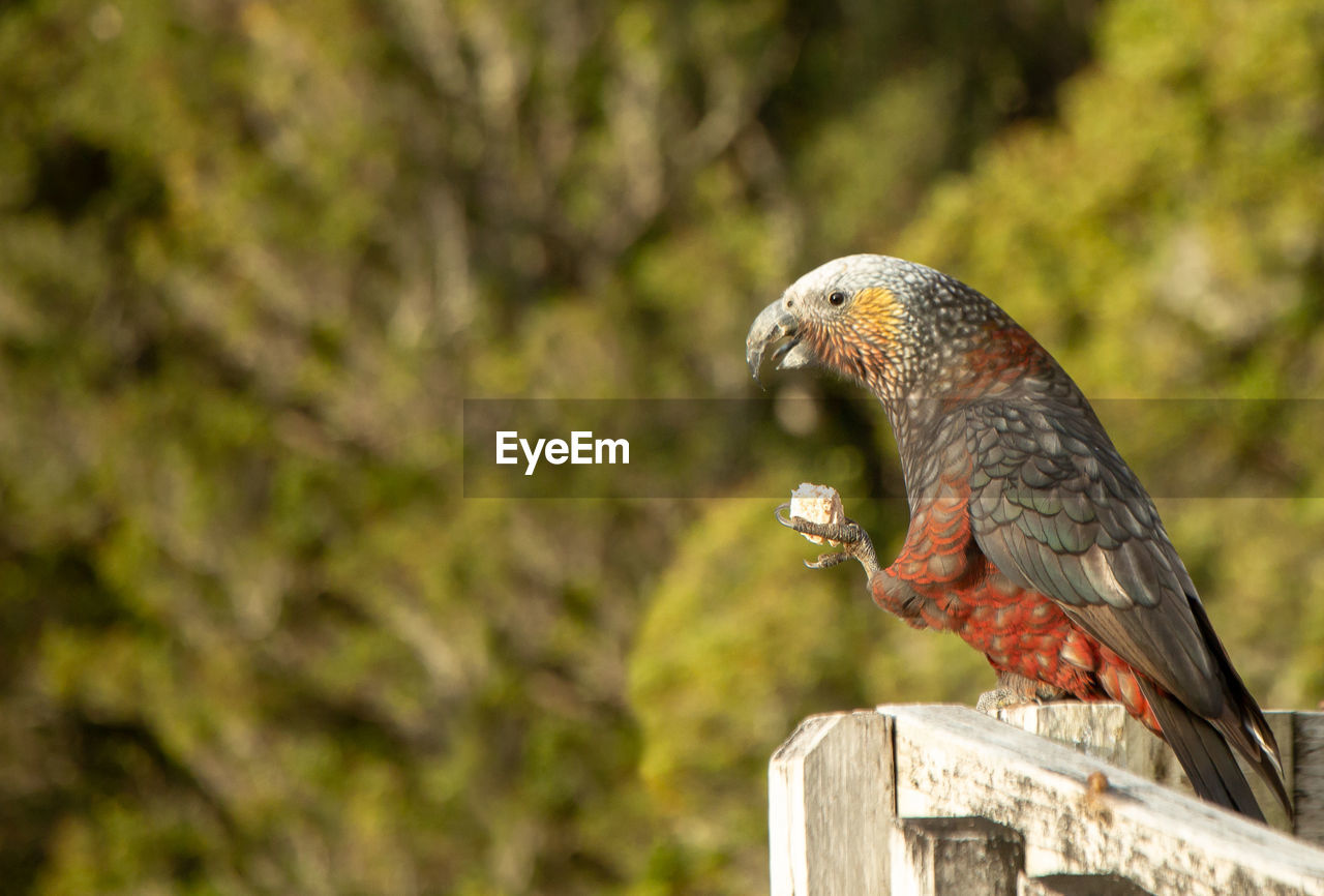 CLOSE-UP OF BIRD