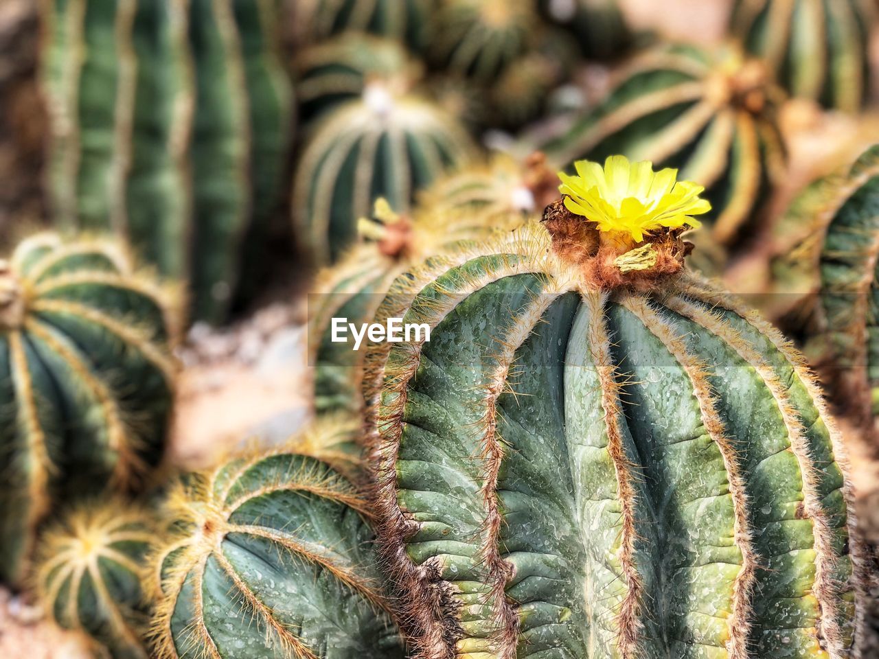 CLOSE-UP OF YELLOW CACTUS PLANT