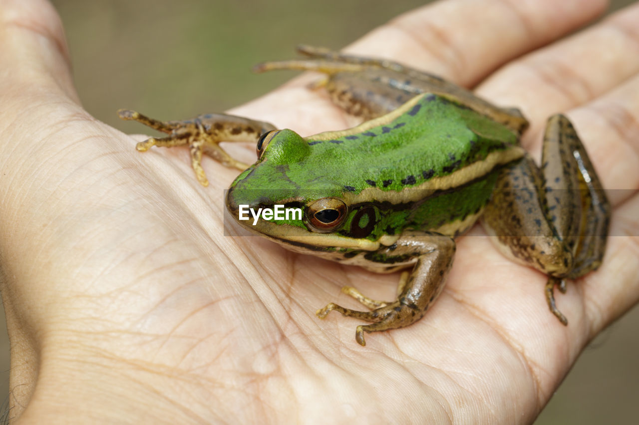 CLOSE-UP OF HAND HOLDING SMALL