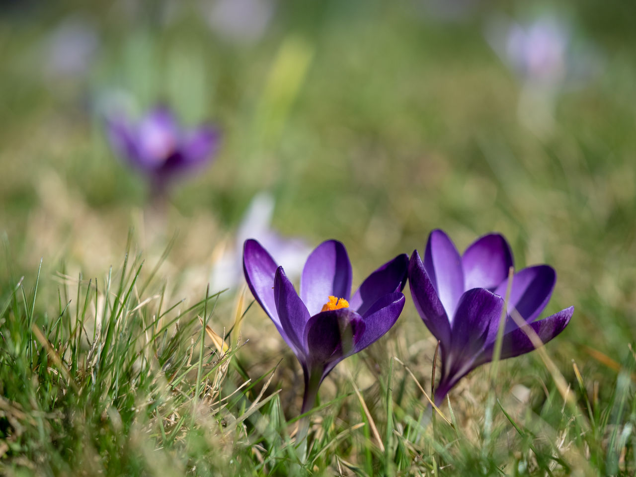 Close-up of purple crocus flowers on field