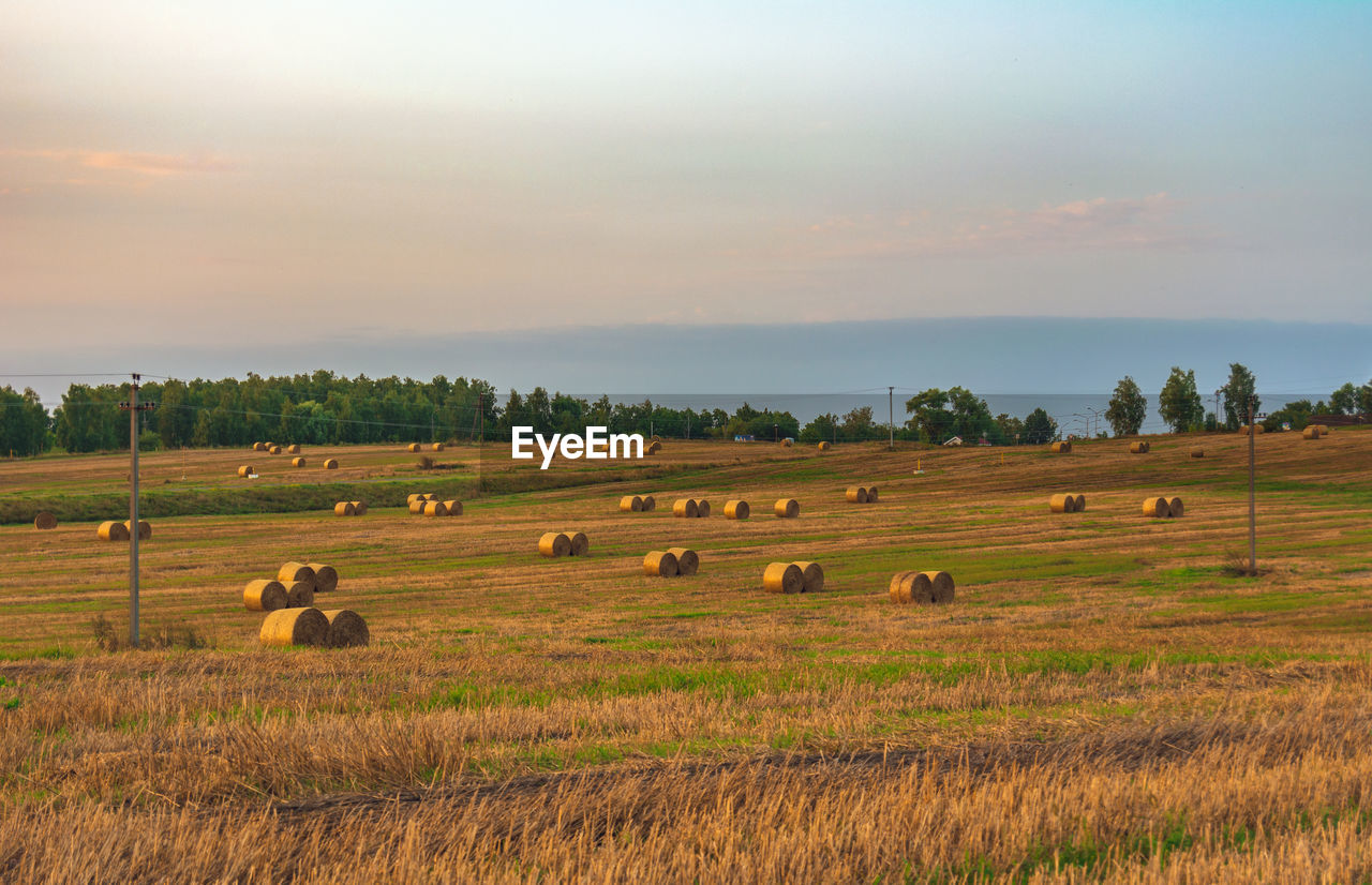 landscape, field, environment, agriculture, land, rural scene, plant, sky, plain, bale, hay, farm, nature, scenics - nature, grassland, beauty in nature, grass, prairie, sunset, crop, tranquility, cloud, tranquil scene, tree, horizon, hill, harvesting, rural area, no people, cereal plant, pasture, sunlight, sun, food, twilight, steppe, outdoors, natural environment, idyllic, growth, non-urban scene, meadow, animal, mammal, animal themes, summer, environmental conservation, social issues, dusk, food and drink, gold, domestic animals, savanna, day, livestock, group of animals, horizon over land, plateau, travel, occupation, animal wildlife, soil