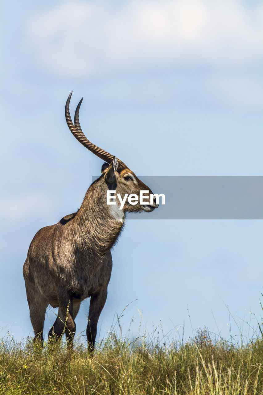 Waterbuck standing on land against sky