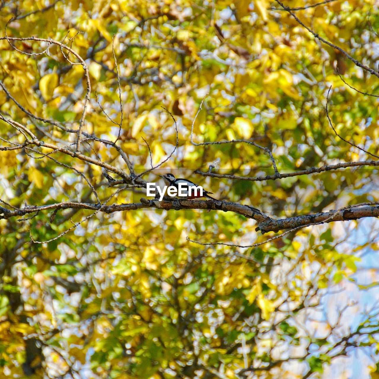 LOW ANGLE VIEW OF BIRD ON TREE