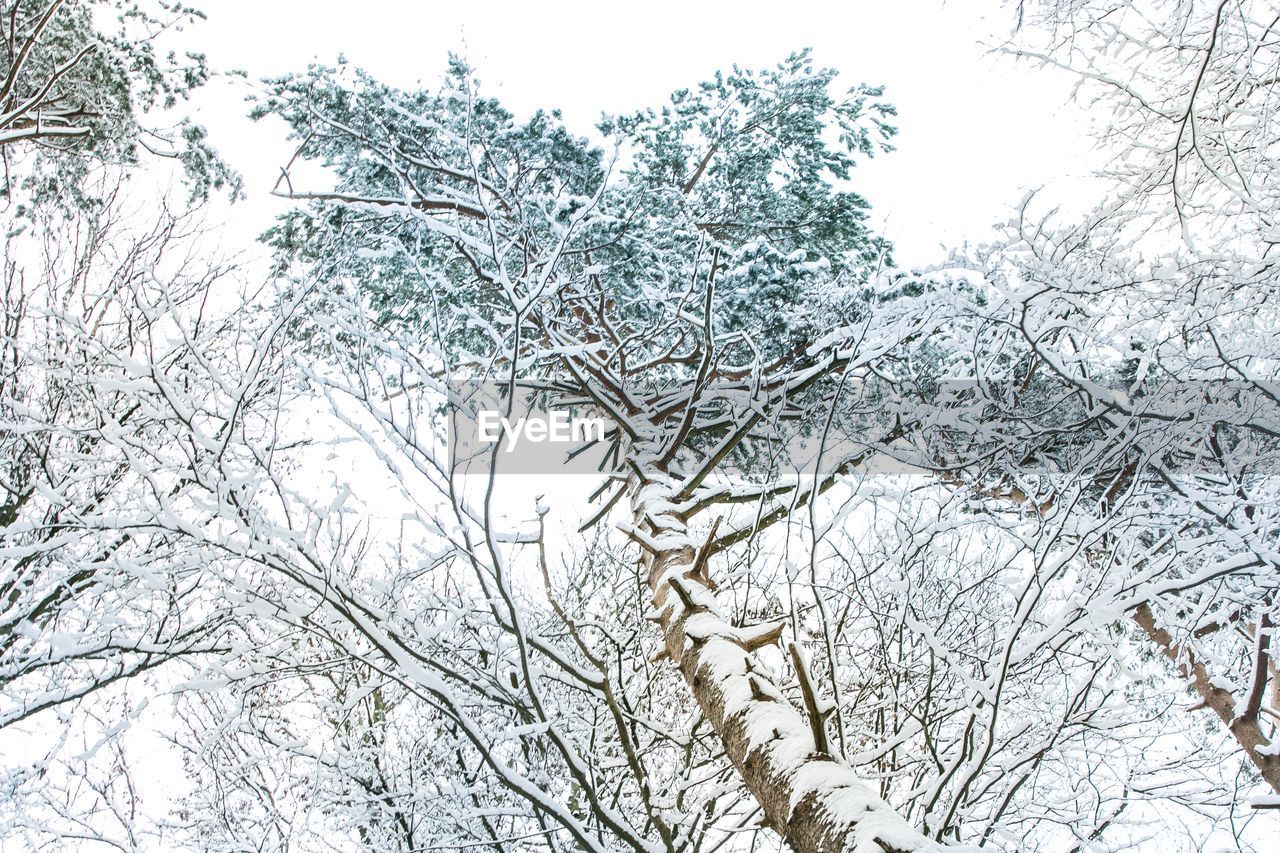 PLANTS GROWING ON TREE
