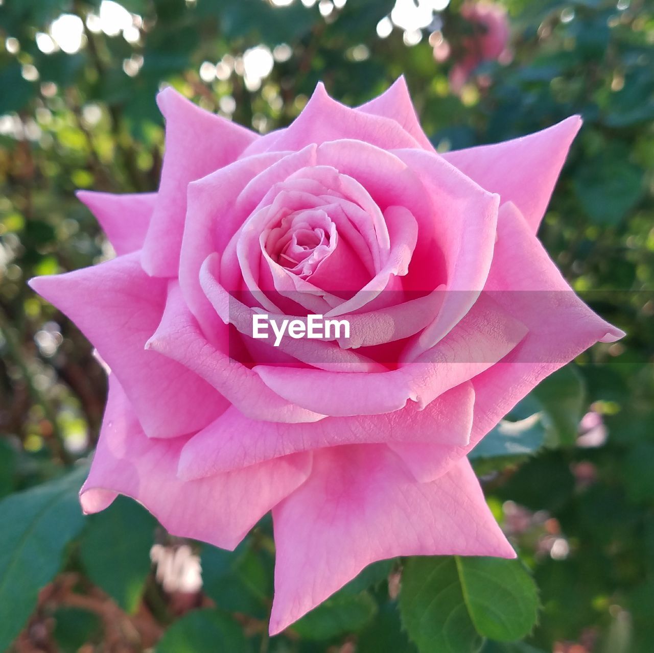 CLOSE-UP OF PINK ROSE WITH FLOWER