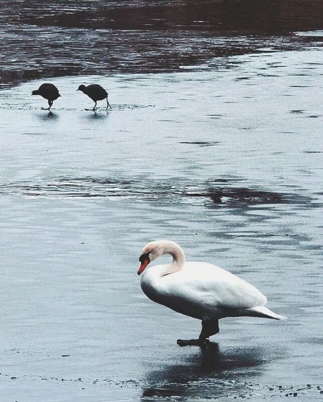 BIRDS IN CALM WATER
