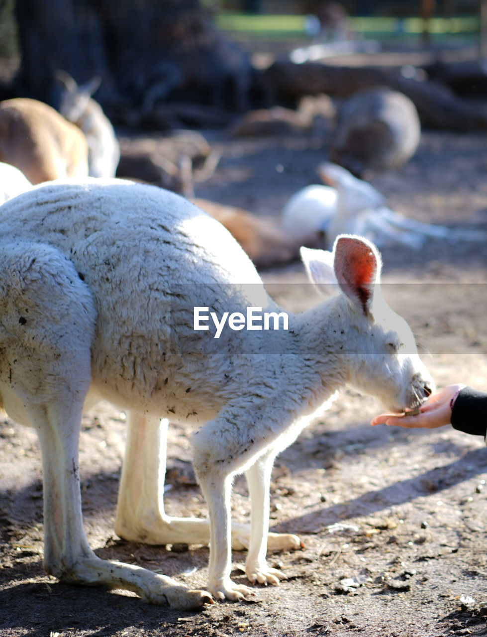 SHEEP STANDING IN FIELD